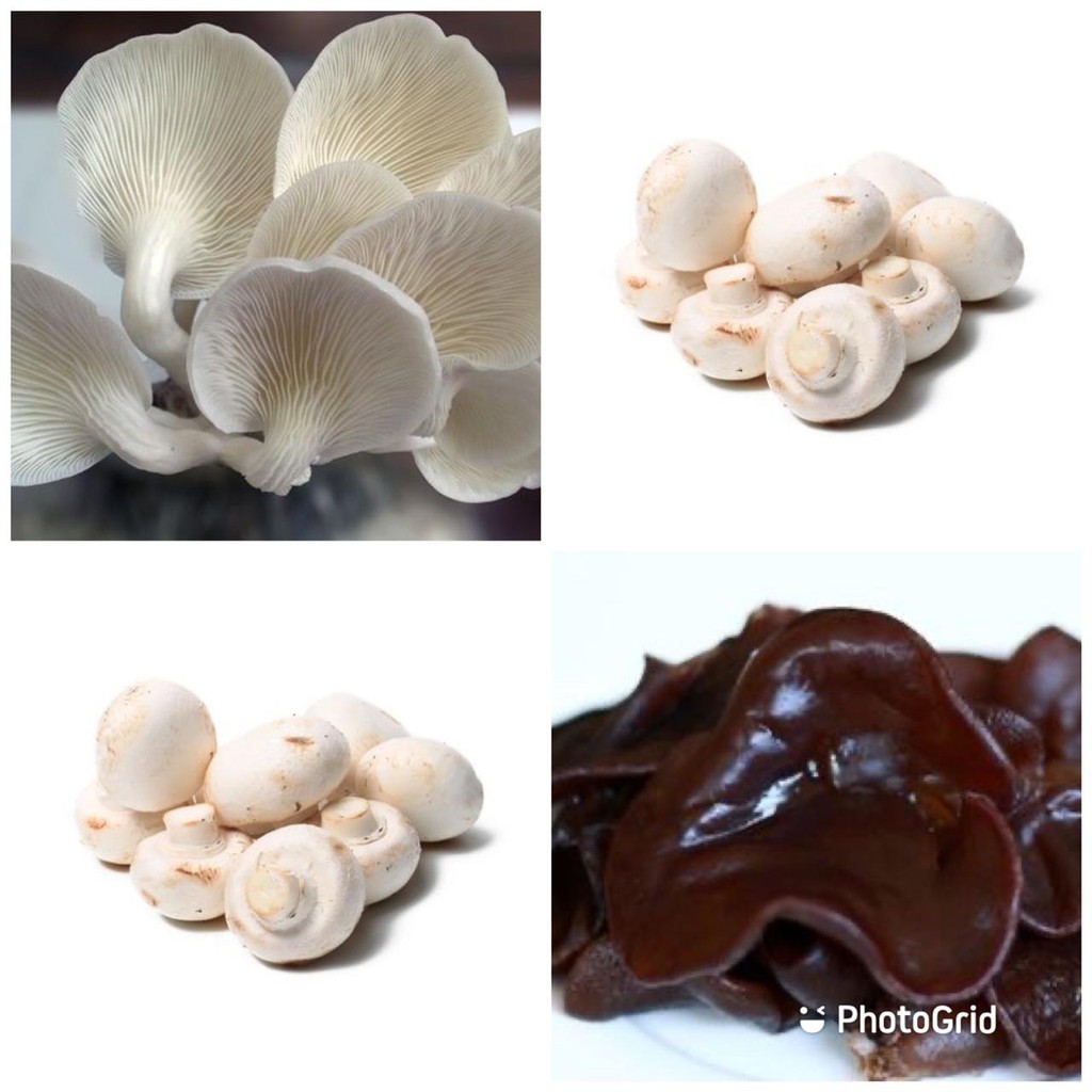 

Murah Jamur Kancing / Jamur Kuping / Jamur champignon / jamur tiram / jamur kuping