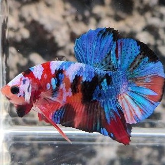 Bahanan / Anakan Koi Multicolor Top Grade