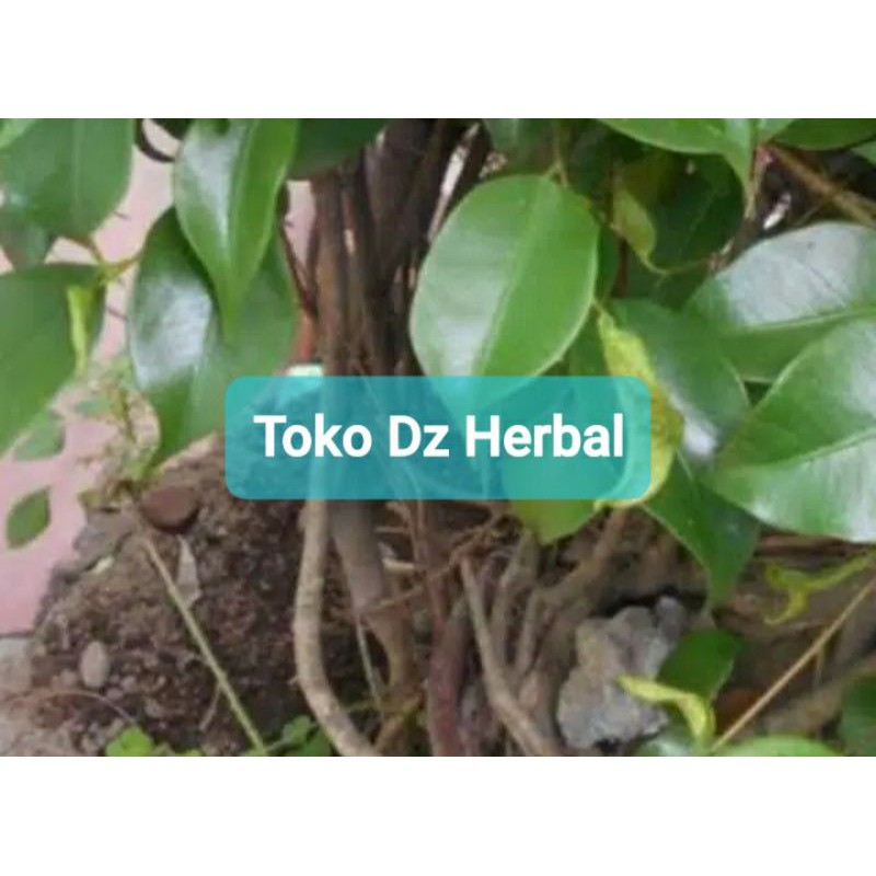 

Akar pohon beringin segar 1 kg fresh-az