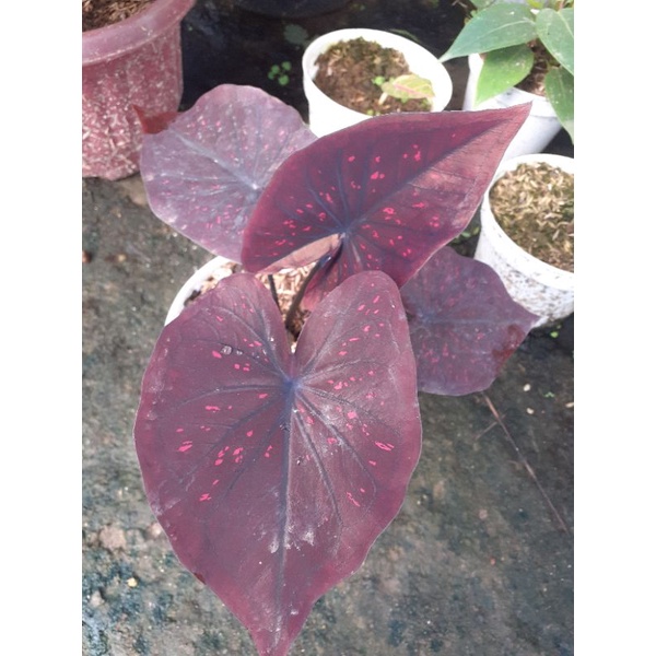 CALADIUM CHOCOLATOS / KELADI CHOCOLATOS