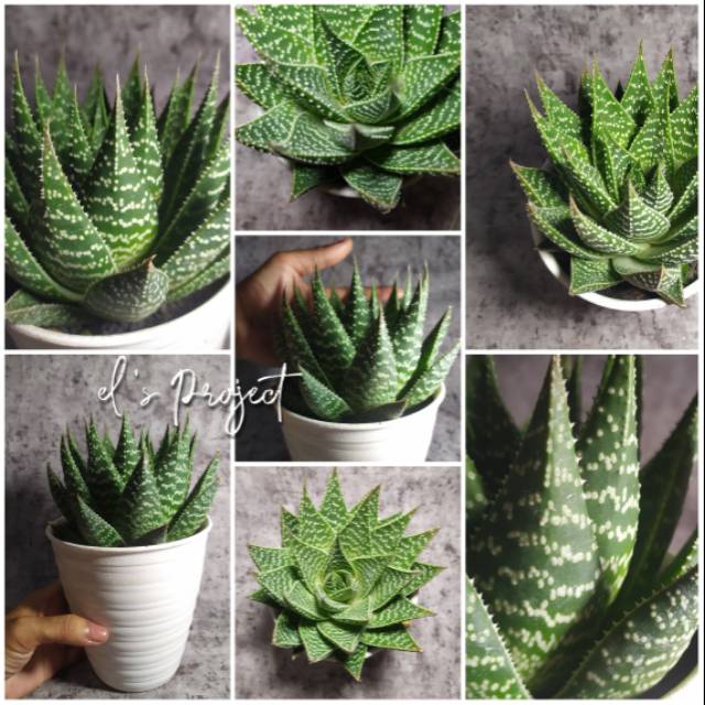 tanaman hias SUCCULENTS bigsize sukulen besar sekulen jumbo haworthia dan pot