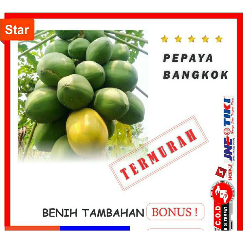 BENIH PEPAYA BANGKOK BIBIT BUAH UNGGUL