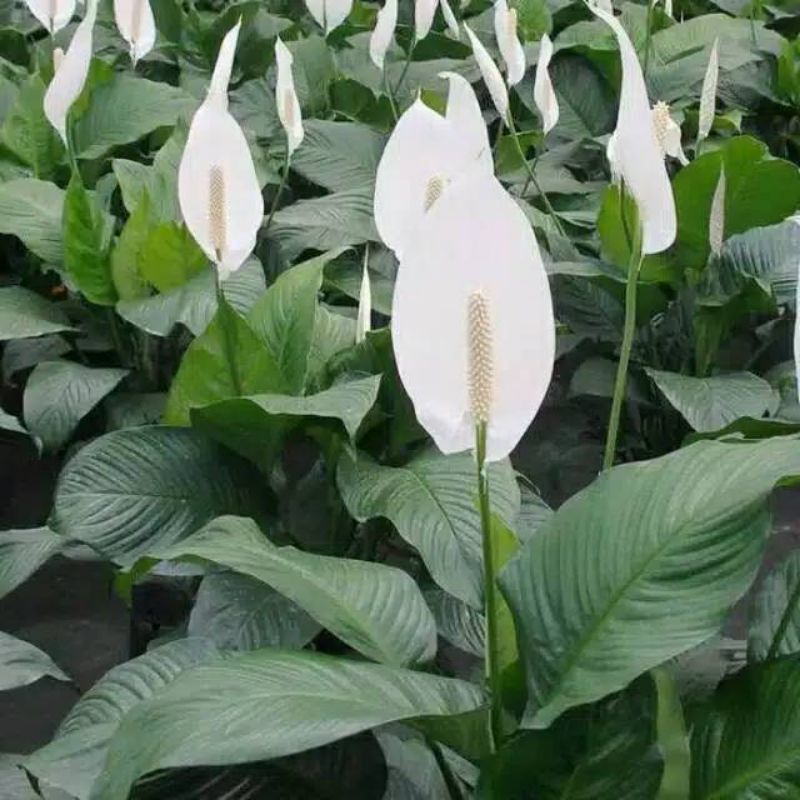 tanaman peace lily sepatufilum sudah berbunga