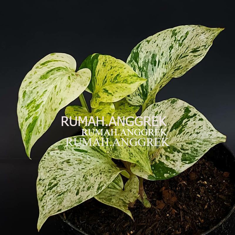 Sirih Marble Queen, Sirih Gading Varigata, ivy, lemon, jandbol, skindapsus, sirih, philo brazil, njo