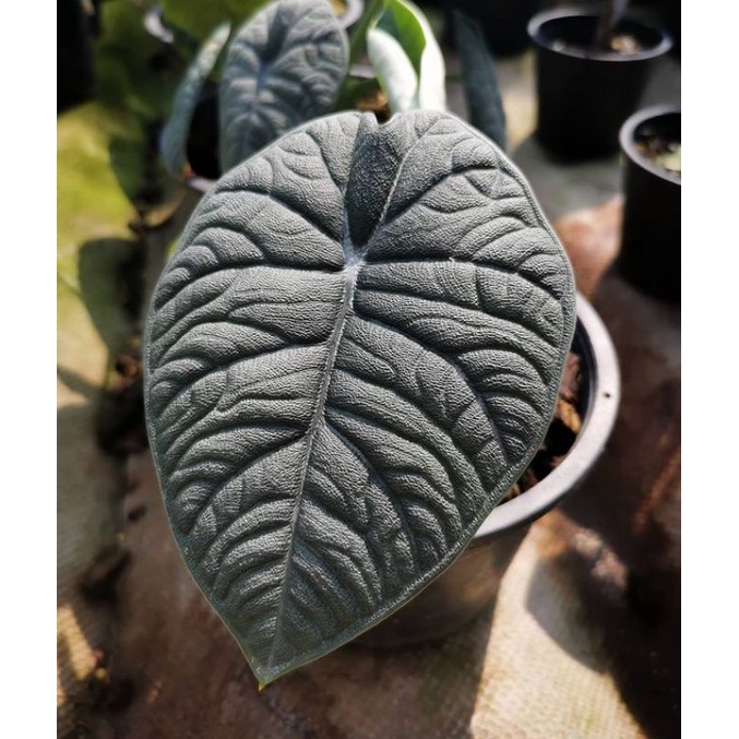 anakan Alocasia Melo Badak / Rhino skin