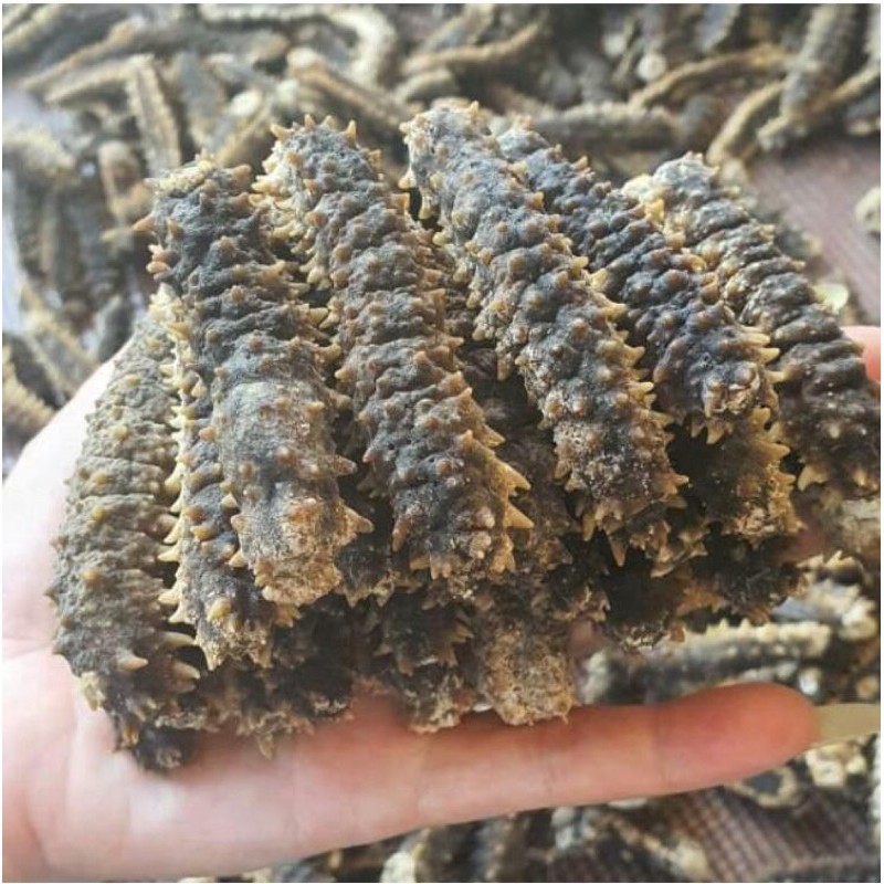 teripang duri/ gammat duri ( 200-300pc)