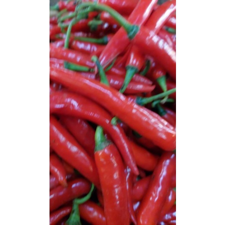 

cabai merah