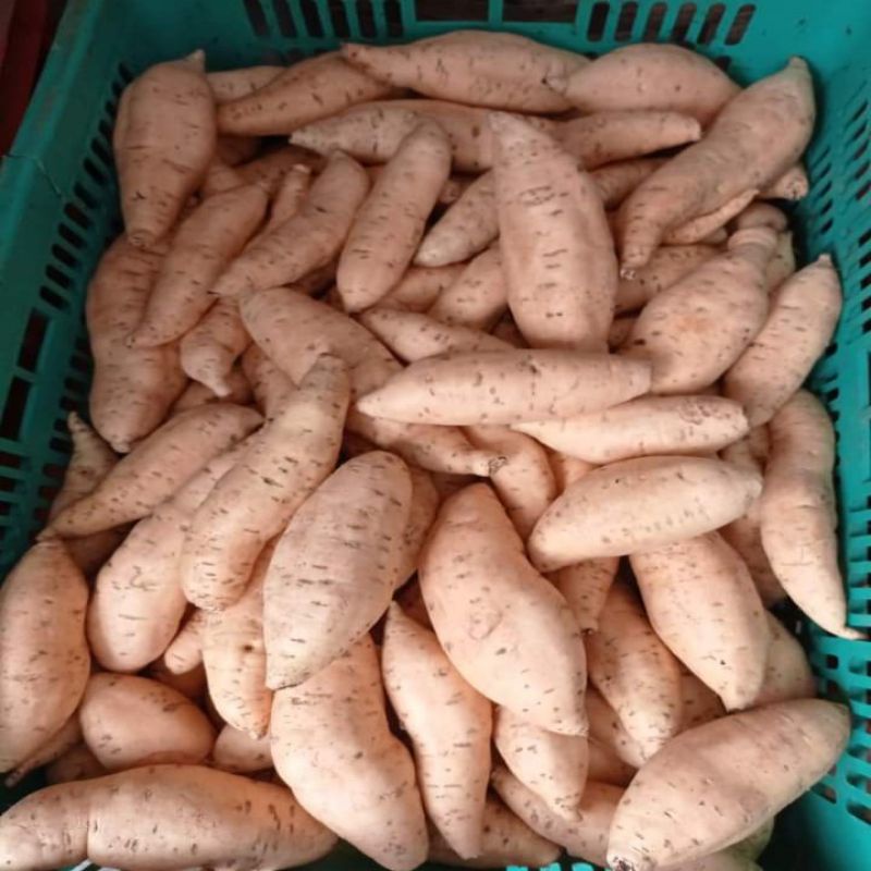 

ubi cilembu