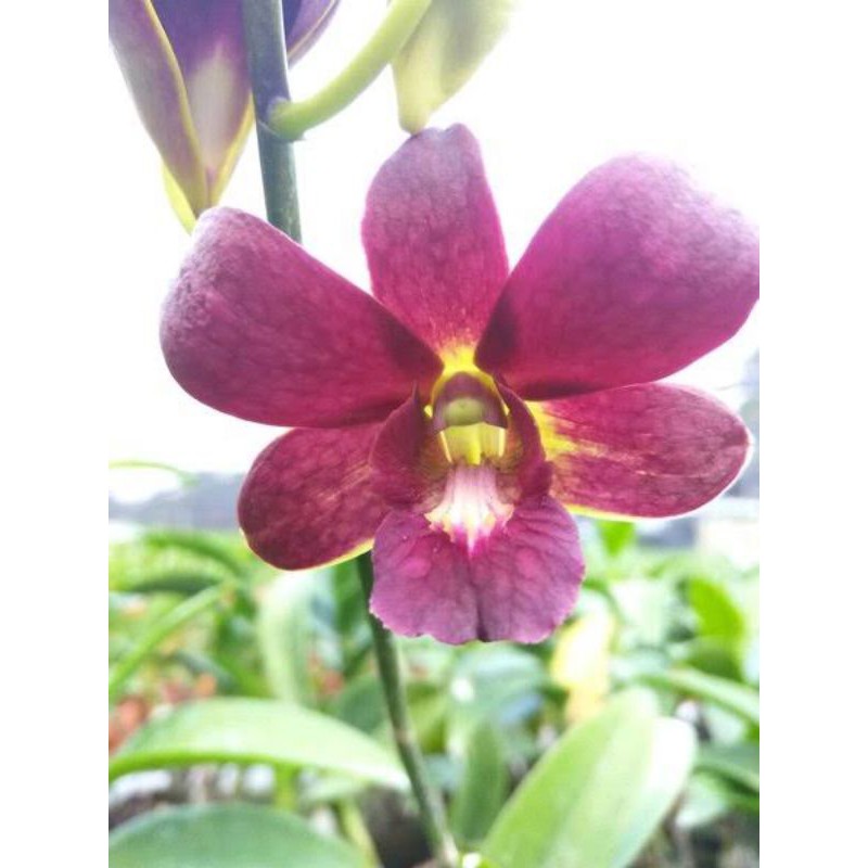 Anggrek Dendrobium Bertachong