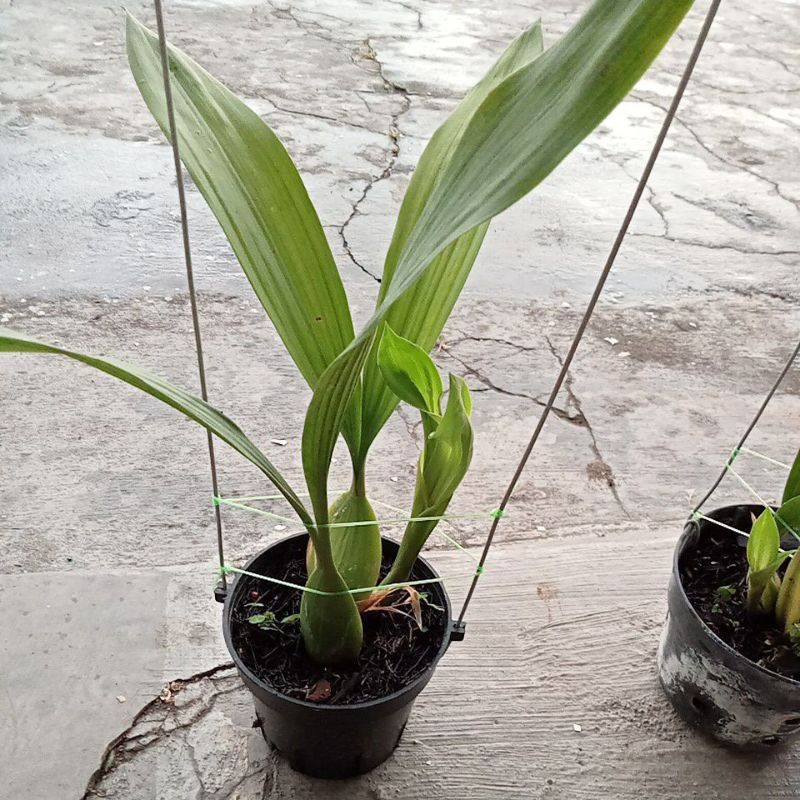 Coelogene pandurata (anggrek hitam kalimantan)