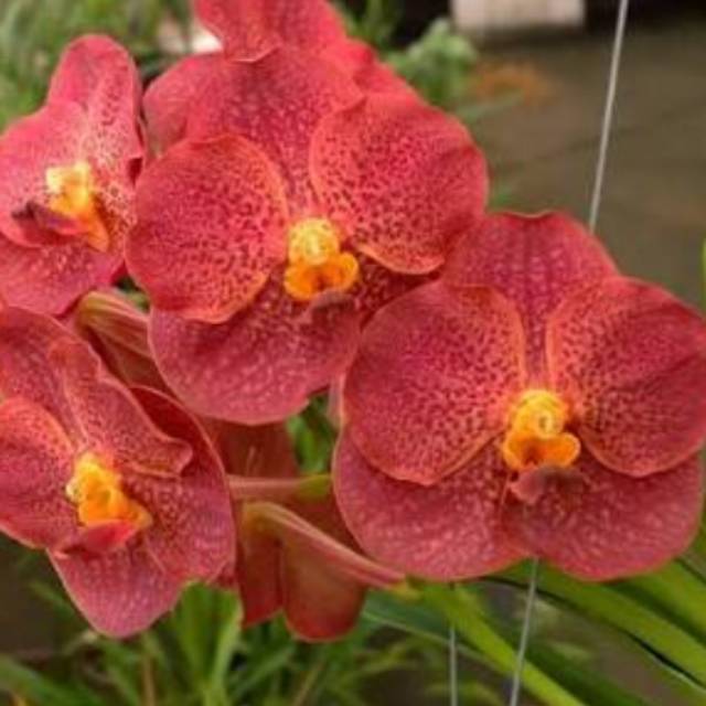 Anggrek vanda merah