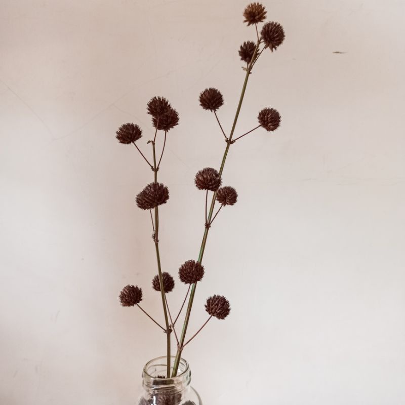 bunga pompom kering