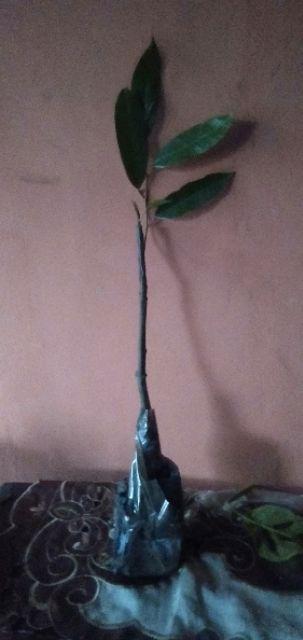 Bibit Durian Udang Merah