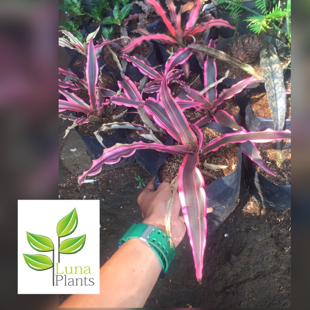 Tanaman hias - tanaman hias kriptantus pink besar