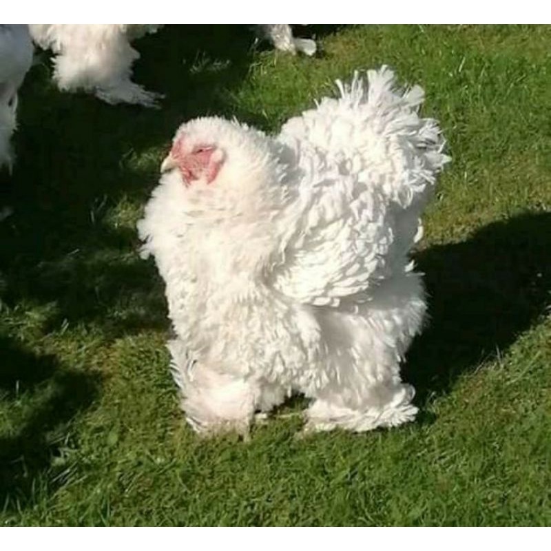 TELUR TETAS AYAM BRAHMA FRIZEL BULU WALIK