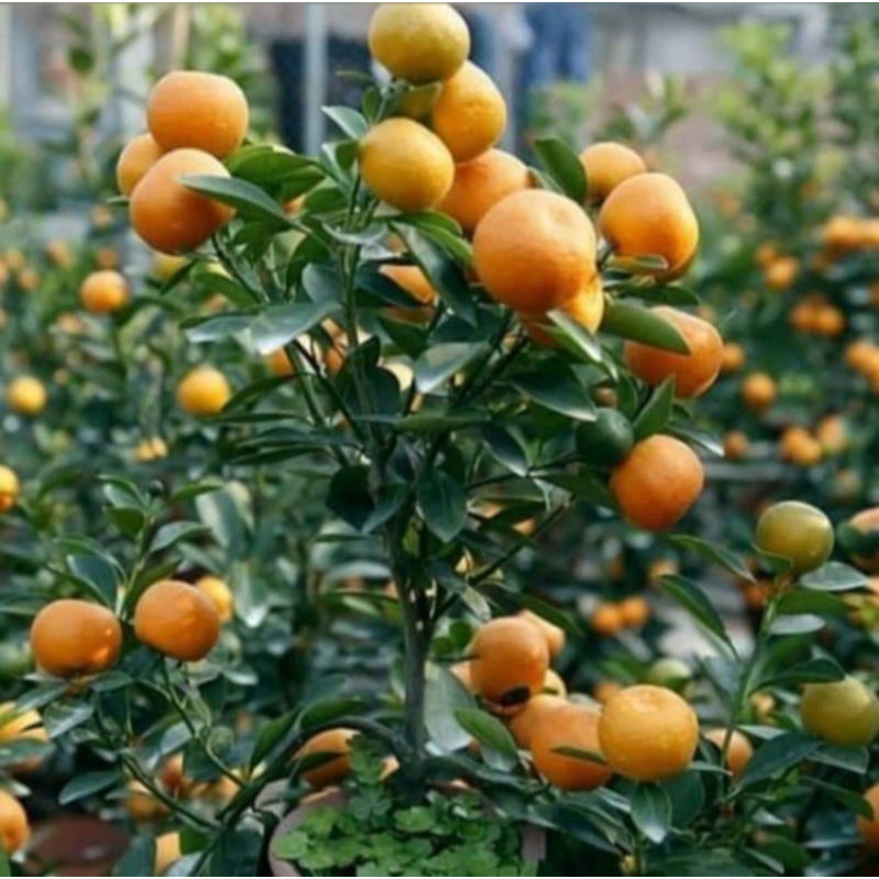 BIBIT JERUK SANTANG MADU SIAP BERBUAH