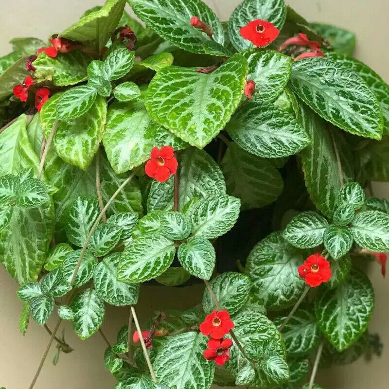 Episcia hijau / Tanaman hias gantung Episcia / Bunga Gantung Episcia