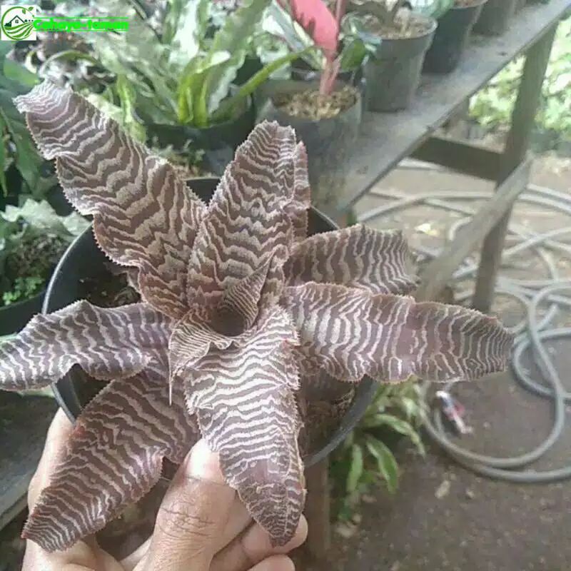 Tanaman hias sansivera tokek - tanaman sansivera - sansivera tokek
