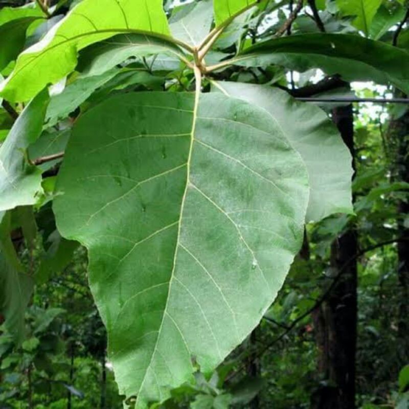 

DAUN JATI SEGAR BUNGKUS MAKANAN / 1KG