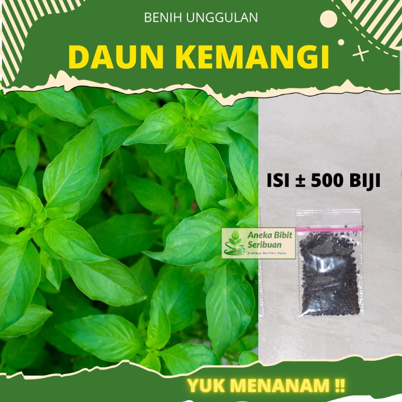 5000 Biji - Benih Kemangi Lalap Bibit Sayuran Unggul Berkualitas Tanaman Sayur Seribuan