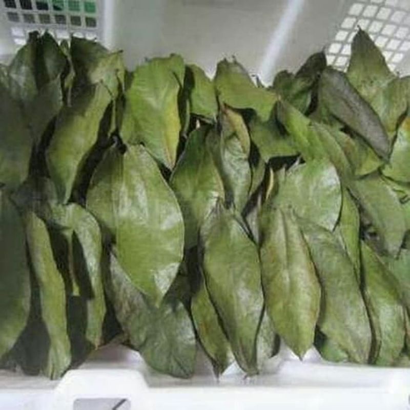 

Daun Sirsak Kering 100Lembar Murah