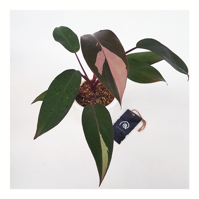 Philodendron Pink Princess - Tanaman Hias koleksi / bibit - L