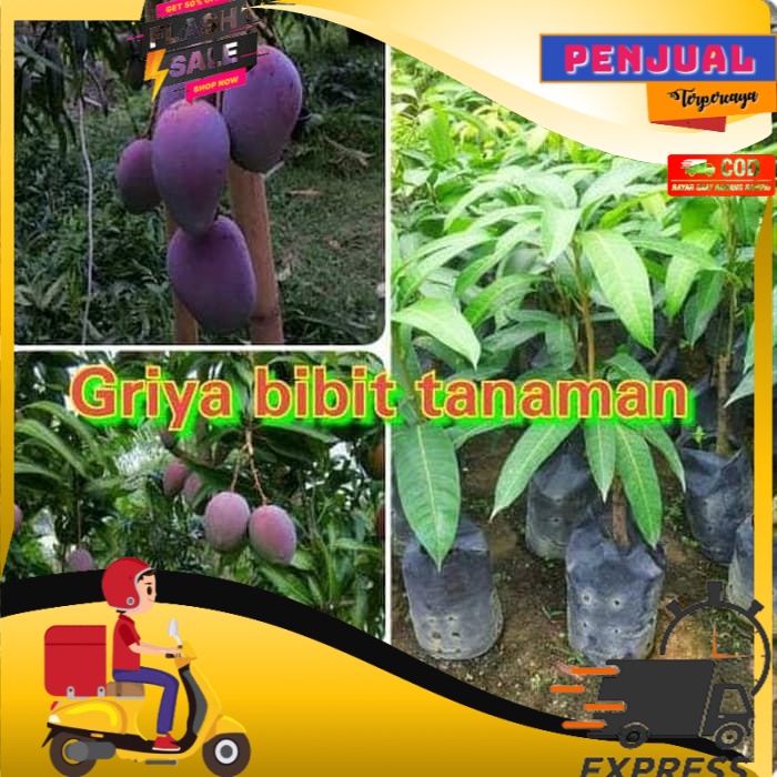 

Dijula Frtn Bibit Buah Mangga Irwin Unggul Sangat Mudah Berbuah