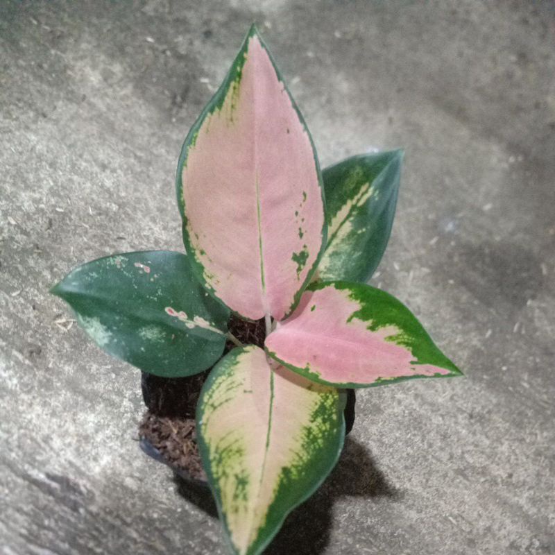 aglonema kocin tembaga varian