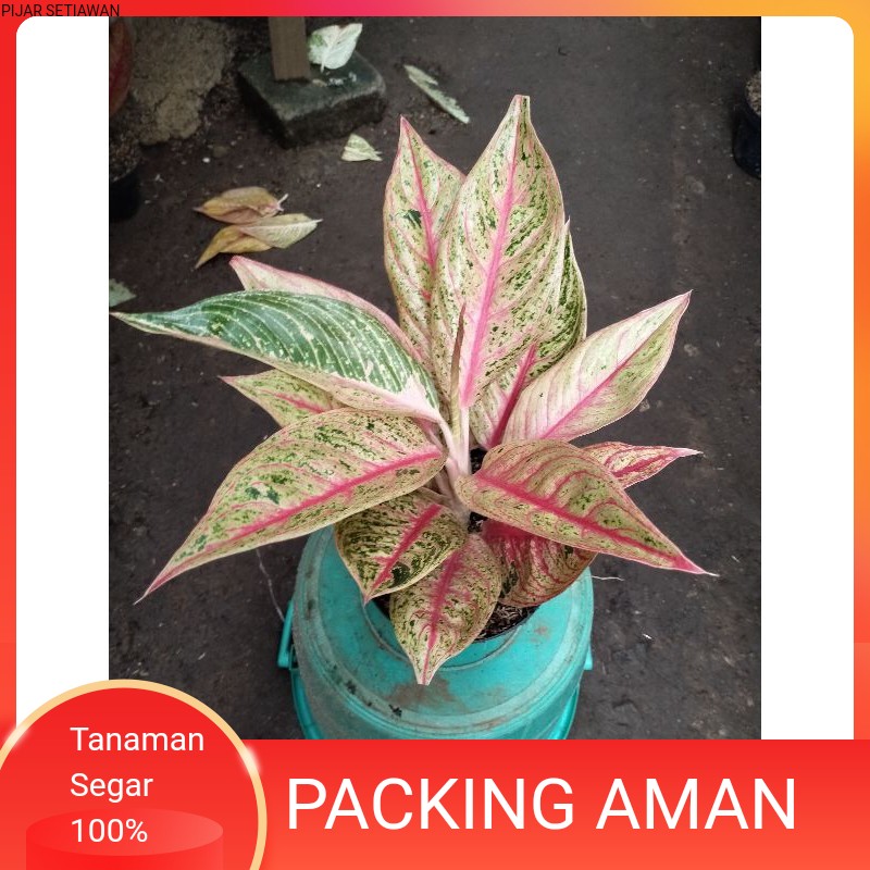 TANAMAN HIAS AGLONEMA LEGACY INDUKAN//LEGACY INDUK