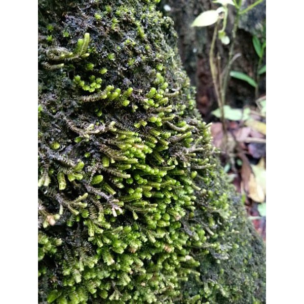 

MOSS FOREST REAL PICT GAMBAR ASLI COVER BONSAI HIASAN TAMAN AQUASCAP