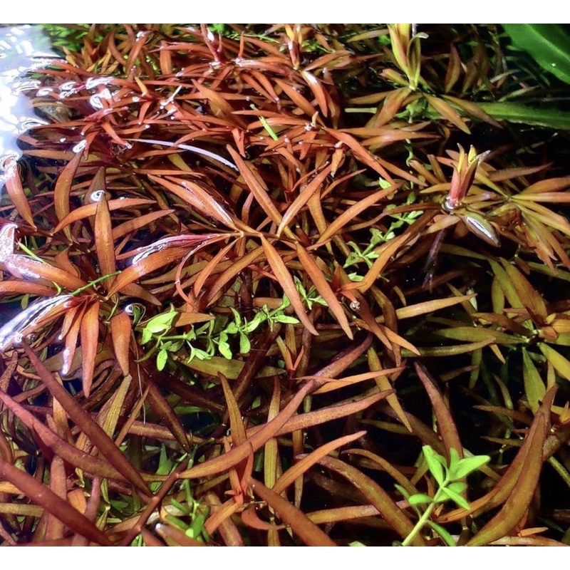 ludwigia arcuata  20 Btg ( tanaman aquascape )