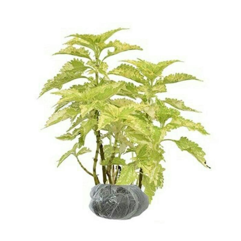 tanaman coleus yellow green - miana