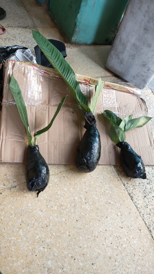 Tanaman Hias Aglonema Ruby Orangen