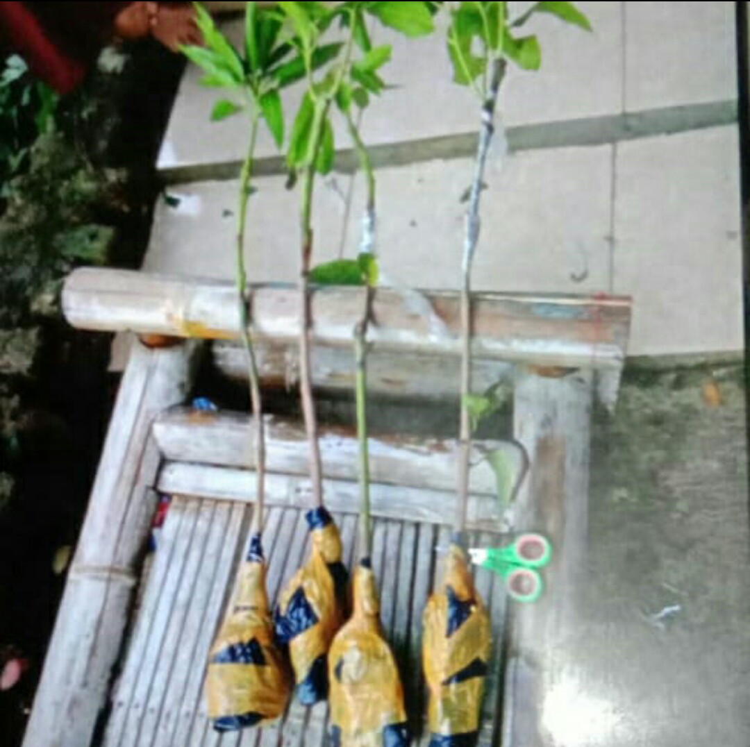 Terlaris  Bibit Tanaman Buah Alpukat Hass Asli!!!!