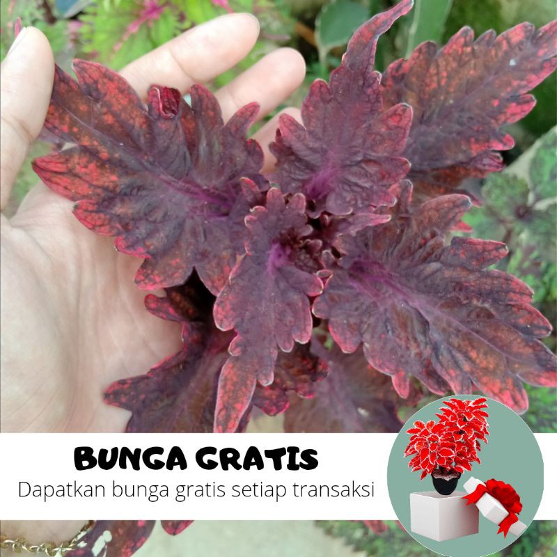 BUNGA MIANA / MIANA STEK / MIANA HIDUP / BUNGA HIDUP / MIANA MURAH / MIANA PREMIUM / BIBIT MIANA