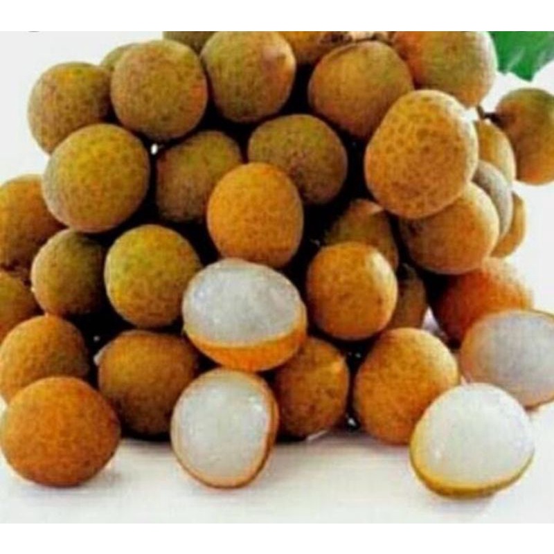 kelengkeng gold