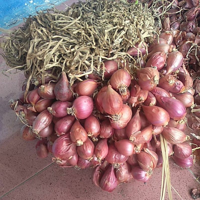 

Bawang Merah Asli Brebes