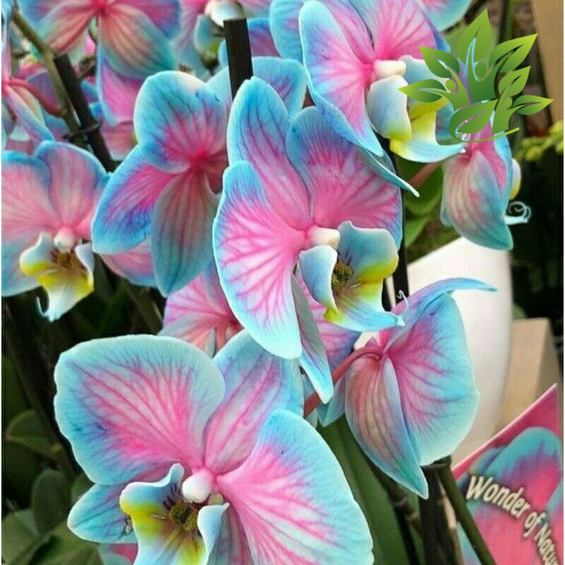 Seedling Anggrek Dendrobium Galaxy ( anggrek Orchidaceae DENDROBIUM )