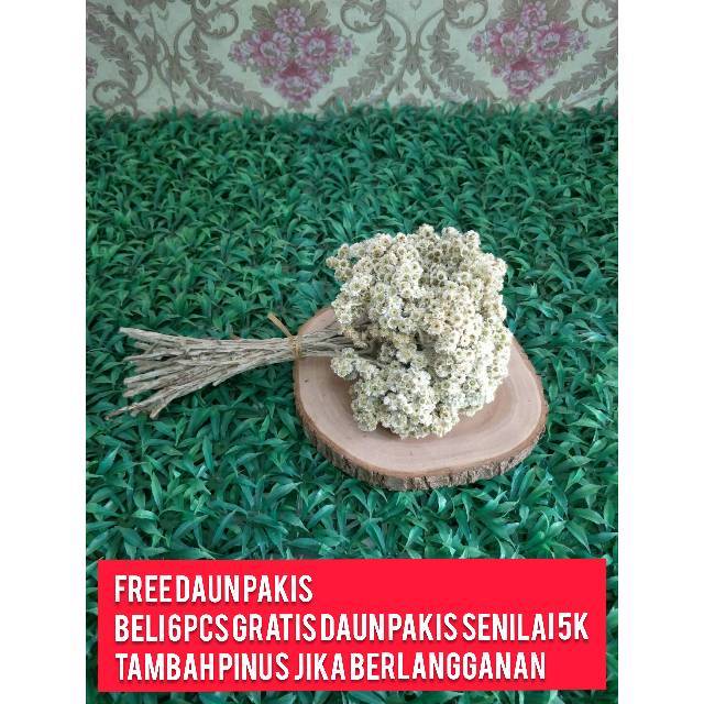 BUNGA EDELWEIS FRESH dan PUTIH KERING 20an 30an Tangkai BUNGA EDELWEIS FRESH dan PUTIH KERING 20an 30an Tangkai