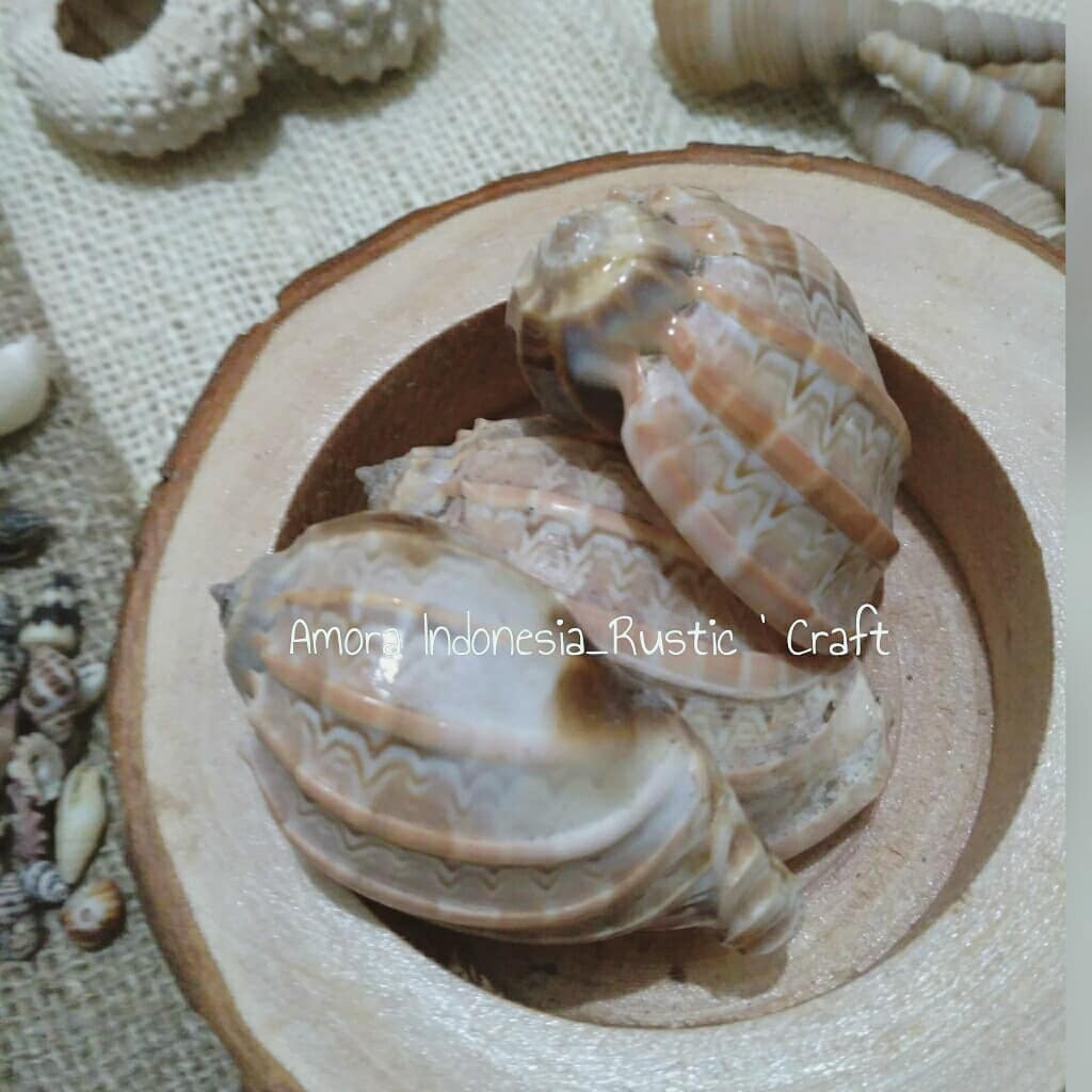 

Kerang Siput Garis