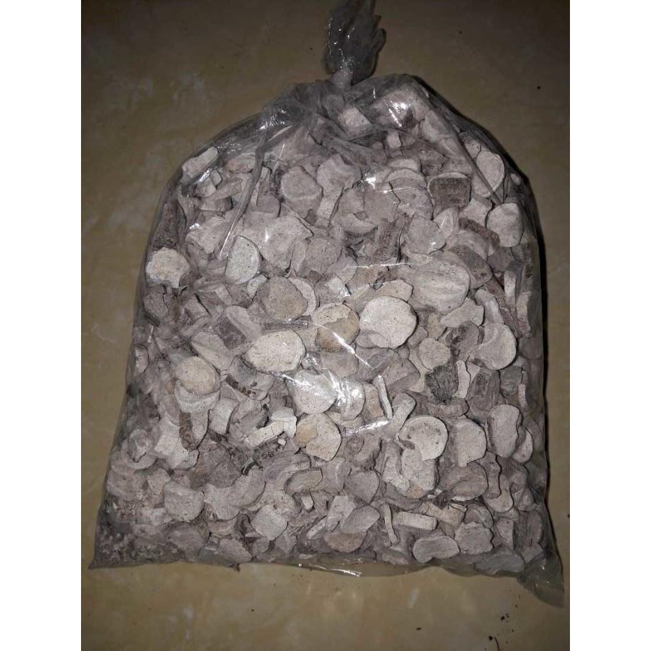 

Keladi Tikus Asli Berkualitas Bagus Kering 1/4 kg (250 g) Herbal Alami