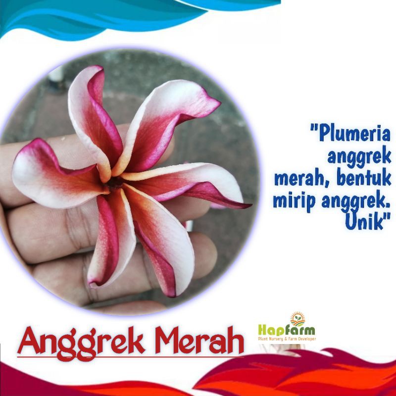 BIBIT PLUMERIA KAMBOJA BALI ANGGREK MERAH, CUTTING STEK