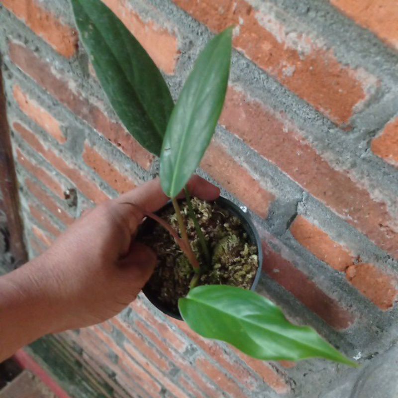 Philodendron Mexicanum