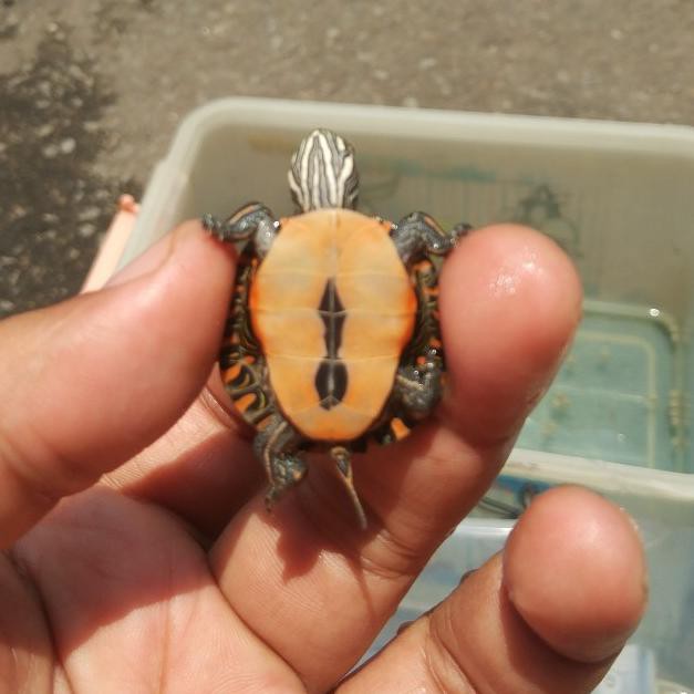 Hiasan Aquarium Kura Picta-Picta Vakesya.Id