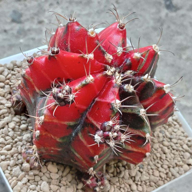 Jual Kaktus Miha Hibotan Gymnocalycium Mihanovichii cv. Hibotan