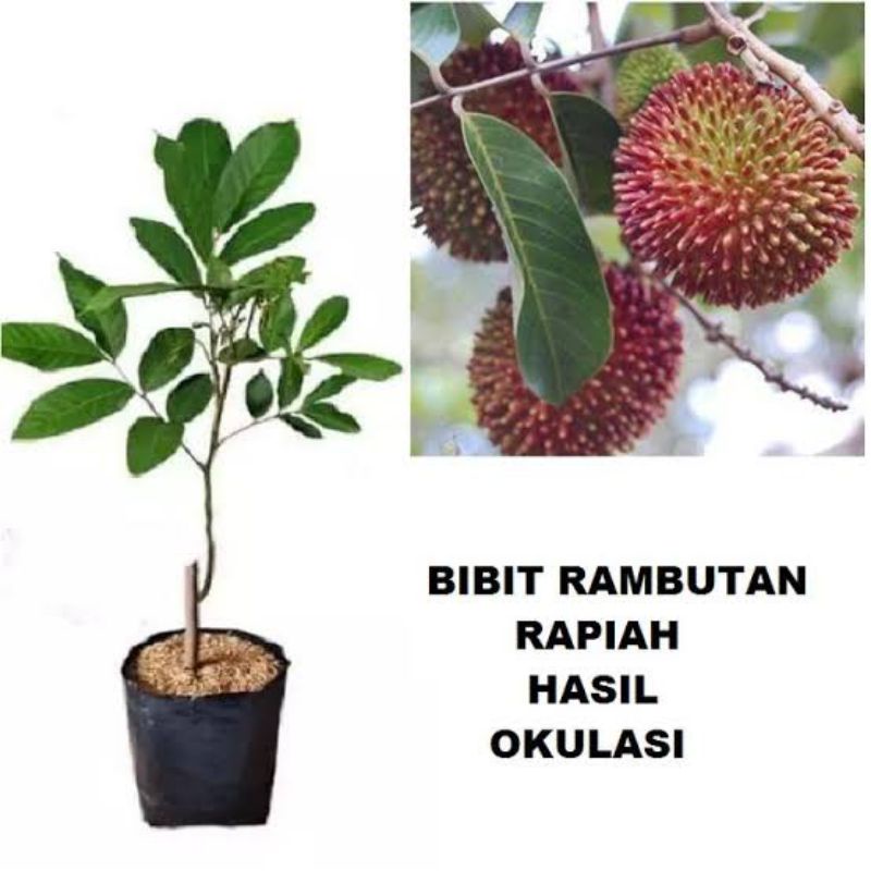 BIBIT RAMBUTAN RAPIAH OKULASI