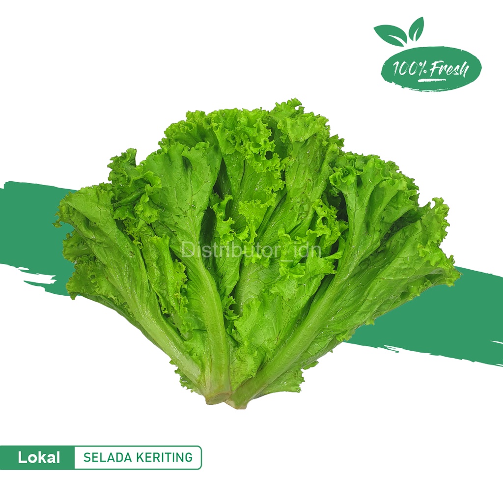

Selada Keriting Segar 500gram