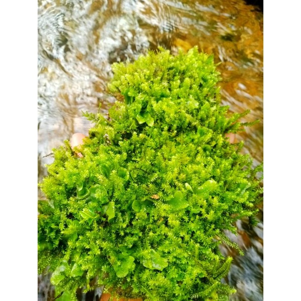 Moss weeving darat falludarium aquascape