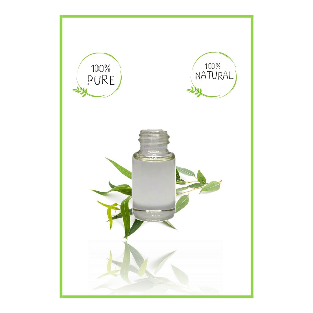 Pure Eucalyptus Essential Oil / MInyak Esensial Atsiri Eucaliptus Eukaliptus Murni 500ml