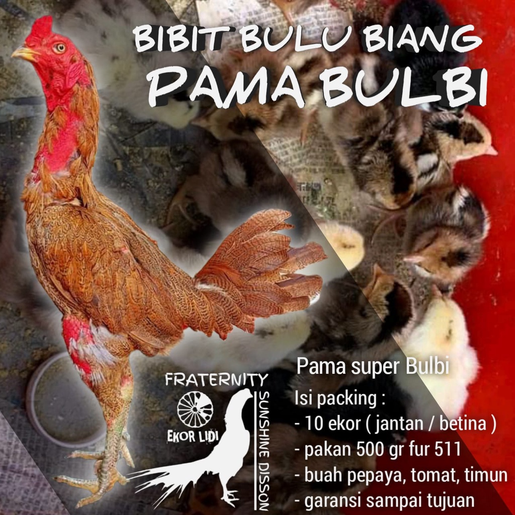 ayam bangkok anakan bulu biang aduan super pama bibitan bulbi borongan